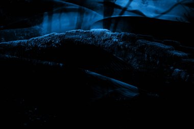 baskı tasarımları, renkli tasarımlar, tekstil kumaş baskıları