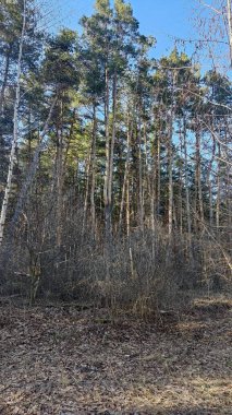 Doğa ağacı ve doğa yolculuğu