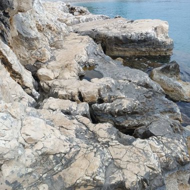 Antik Roma amfiteatı, parktaki ağaç