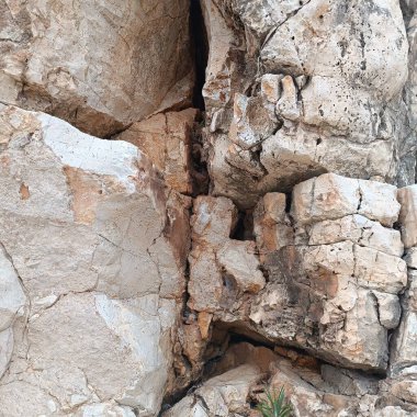 Antik Roma amfiteatı, parktaki ağaç