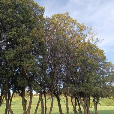 Antik Roma amfiteatı, parktaki ağaç