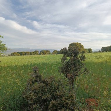 Antik Roma amfiteatı, parktaki ağaç