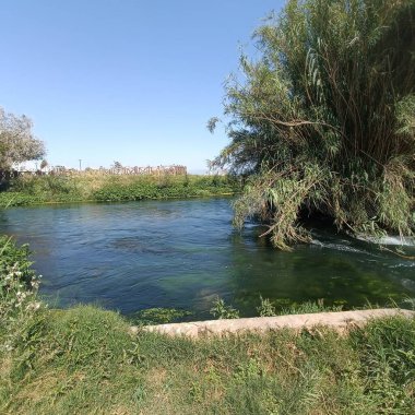 Antik Roma amfiteatı, parktaki ağaç