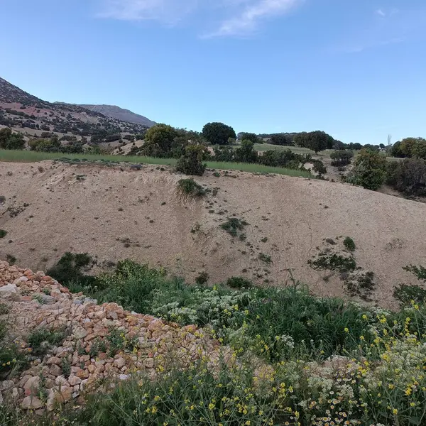 Antik Roma amfiteatı, parktaki ağaç