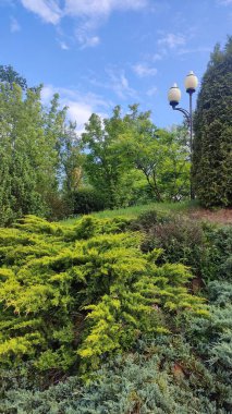 Göl ve orman, ormandaki göl.