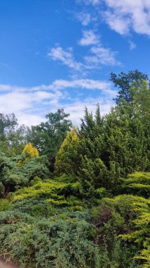 Göl ve orman, ormandaki göl.