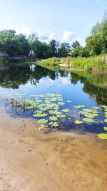 Göl ve orman, ormandaki göl.