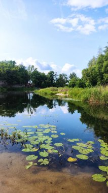 Göl ve orman, ormandaki göl.