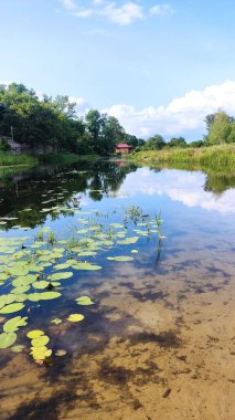 Göl ve orman, ormandaki göl.