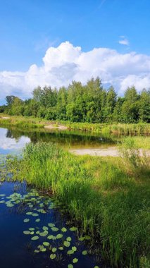 Göl ve orman, ormandaki göl.