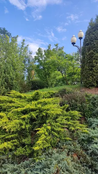 Göl ve orman, ormandaki göl.