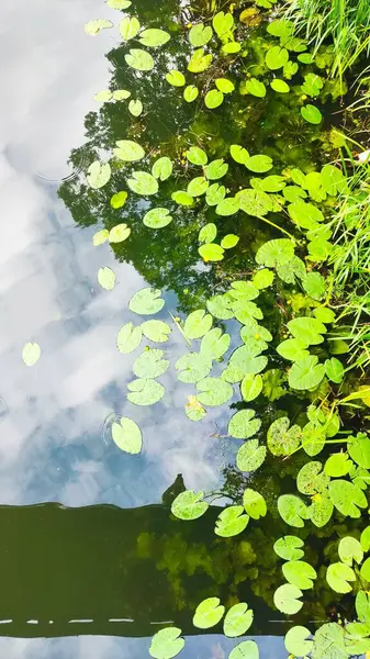 Göl ve orman, ormandaki göl.