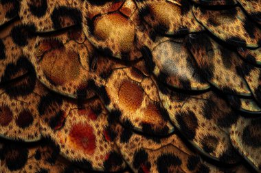 Tekstil kumaş deseni, Yastık Tasarımı, Elbise Deseni, Leopar, Kamuflaj, Zebra, Barok ve Kombinasyon desenleri.