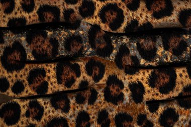 Tekstil kumaş deseni, Yastık Tasarımı, Elbise Deseni, Leopar, Kamuflaj, Zebra, Barok ve Kombinasyon desenleri.