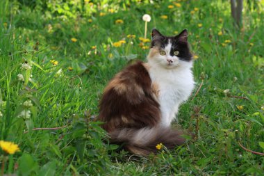 Pofuduk üç renkli kedi dışarıda çimlerin üzerinde oturuyor. Karahindiba yakınında sevimli bir kedi. üç renkli kedi