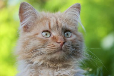 Kedi bir cafe au lait rengidir. Çimlerin üzerinde oturan tüylü sevimli arkadaş - Kedi resmi