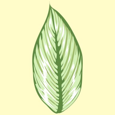 illustration marantaceae species plant clipart