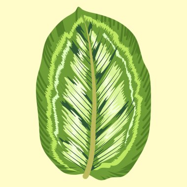 illustration marantaceae species plant clipart