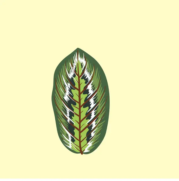 İllüstrasyon marantaceae türleri bitki