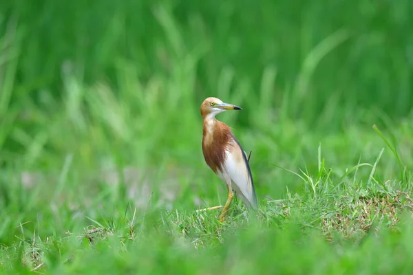 Tarladaki Akbalıkçıl 