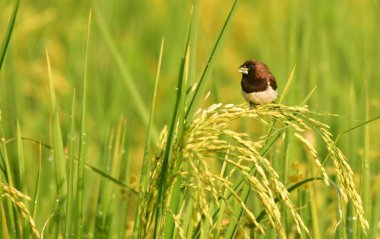 small bird in a rice field