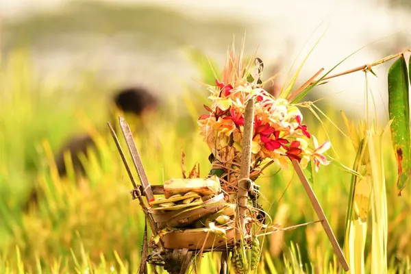 Endonezya 'da Güzel Ricefield