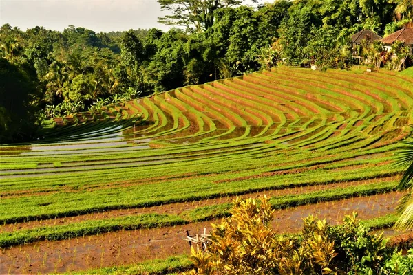 Endonezya 'da Güzel Ricefield