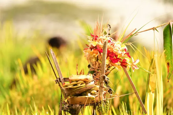 Bali pirinç tarlasında sunulan 