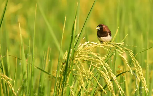 small bird in a rice field