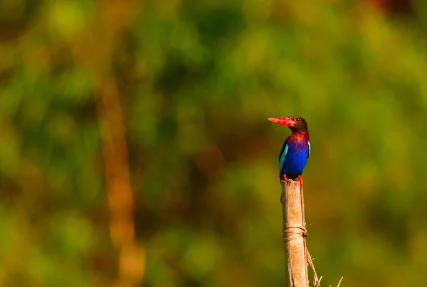 Bali mavisi Kingfisher, Java ya da Sulawesi 'den farklıdır. Onları Ricefield' da nehirlere yakın görmek güzel.