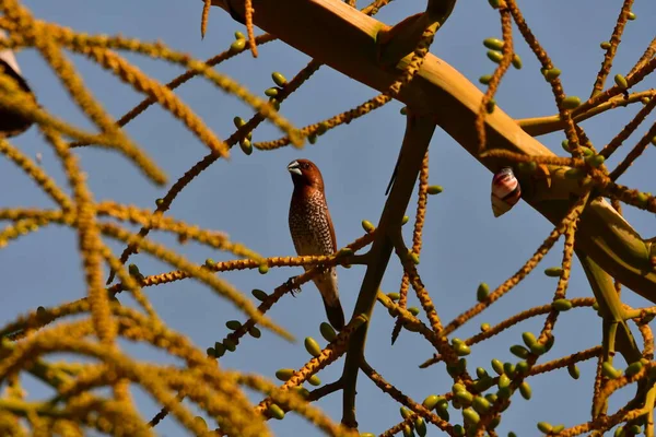 Ağaçtaki küçük kuş, bu kuş konservesi (Pul göğüslü Munia veya Lonchura punctulata) Endonezya 'da meşhurdur...