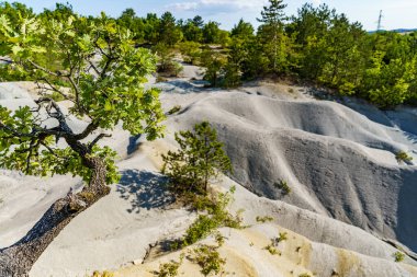 Doğanın güzel bir harikası. Arka planda ağaçlar ve güzel Hırvat güneşi olan İstriya Çölü.