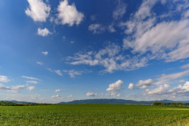 Yeşil çimenli tarım arazisi ve hafif bulutlu mavi gökyüzü manzarası