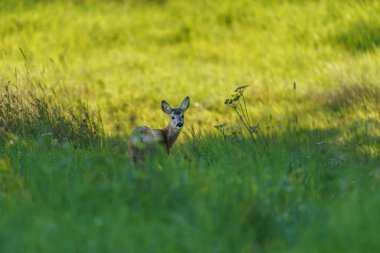 Young deer in spring meadow, hidden