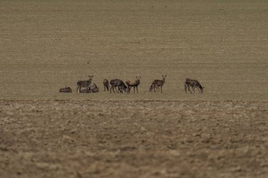 Baharın erken saatlerinde, henüz yeşil olmayan bir arazide, büyük bir yumurta geyiği sürüsü..