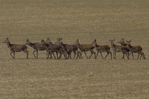 一只大群的鹿群 春天很早就在一片尚未绿的草地上了 — 图库照片