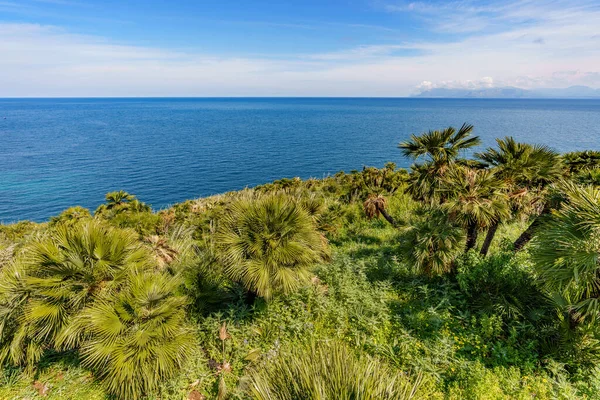 Prachtige Palmbomen Groeien Een Bergachtige Helling Buurt Van Zee Met — Stockfoto