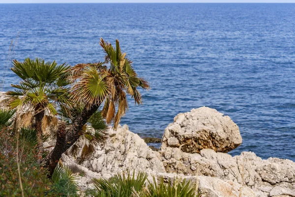 Красивые Пальмы Растущие Горном Склоне Моря Видом Море — стоковое фото