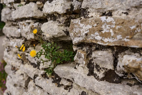 Eski bir binanın taş duvarında büyüyen küçük sarı bir çiçek..
