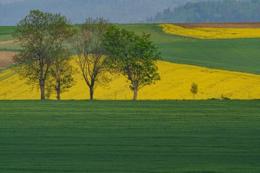 Resim alanlarında çalışan güç direklerinin satırları