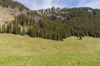 Yoğun bir ormanın ortasında yükselen güzel kayalık küçük dağlar.