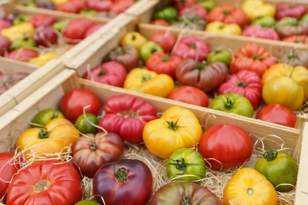 Colorido Vários Tomates Dispostos Caixas Madeira — Fotografia de Stock