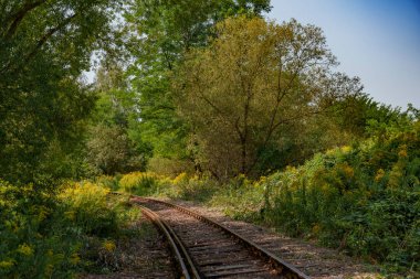 Eski, kullanılmayan, paslı tren rayları ormanda akıyor..