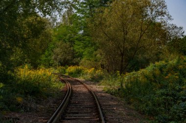 Eski, kullanılmayan, paslı tren rayları ormanda akıyor..