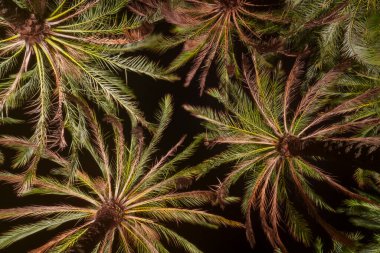 Sallanan palmiye ağaçları geceleri siyah gökyüzüne karşı görünür.