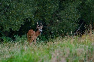 Leylekler yoğun, tüylü bir çayırda yiyecek arıyorlar.