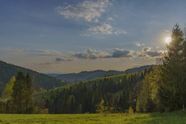Leylekler yoğun, tüylü bir çayırda yiyecek arıyorlar.
