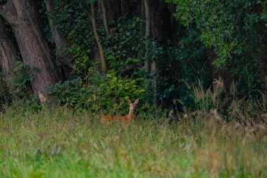 Ormanın kenarındaki bir çayırda gizlenmiş küçük bir geyik.
