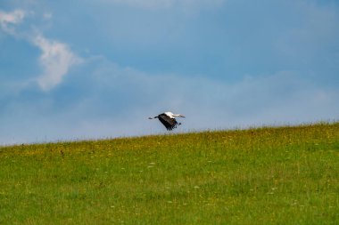 Uçan bir leylek, arka planda mavi gökyüzü olan çimenli bir çayırdan kalkıyor..