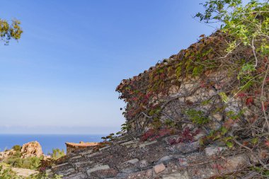 Sonbahar renklerinde sarmaşıklarla kaplı çok eski bir duvar.